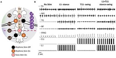 Novel Non-invasive Strategy for Spinal Neuromodulation to Control Human Locomotion